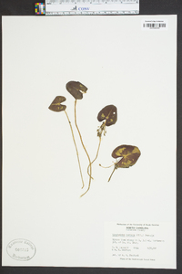 Nymphoides cordata image