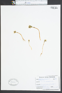 Obolaria virginica image