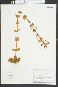 Sabatia angularis image