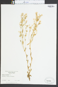 Sabatia brachiata image