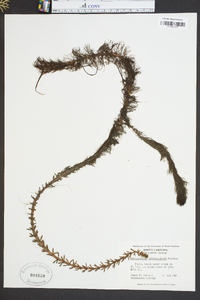 Myriophyllum heterophyllum image