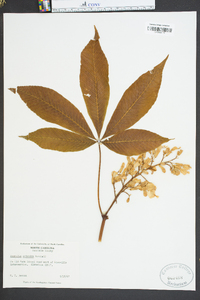 Aesculus flava image