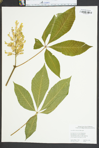 Aesculus flava image