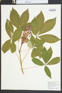 Aesculus sylvatica image