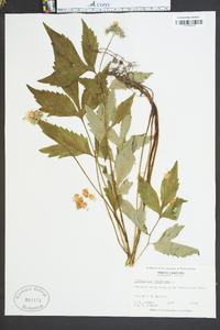 Hydrophyllum virginianum image