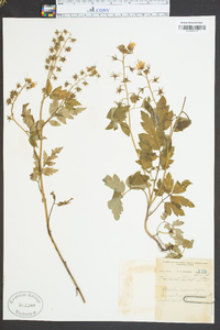 Phacelia bipinnatifida image