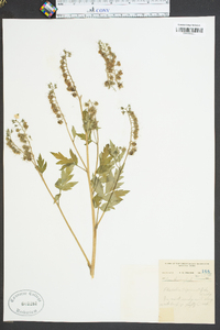 Phacelia bipinnatifida image