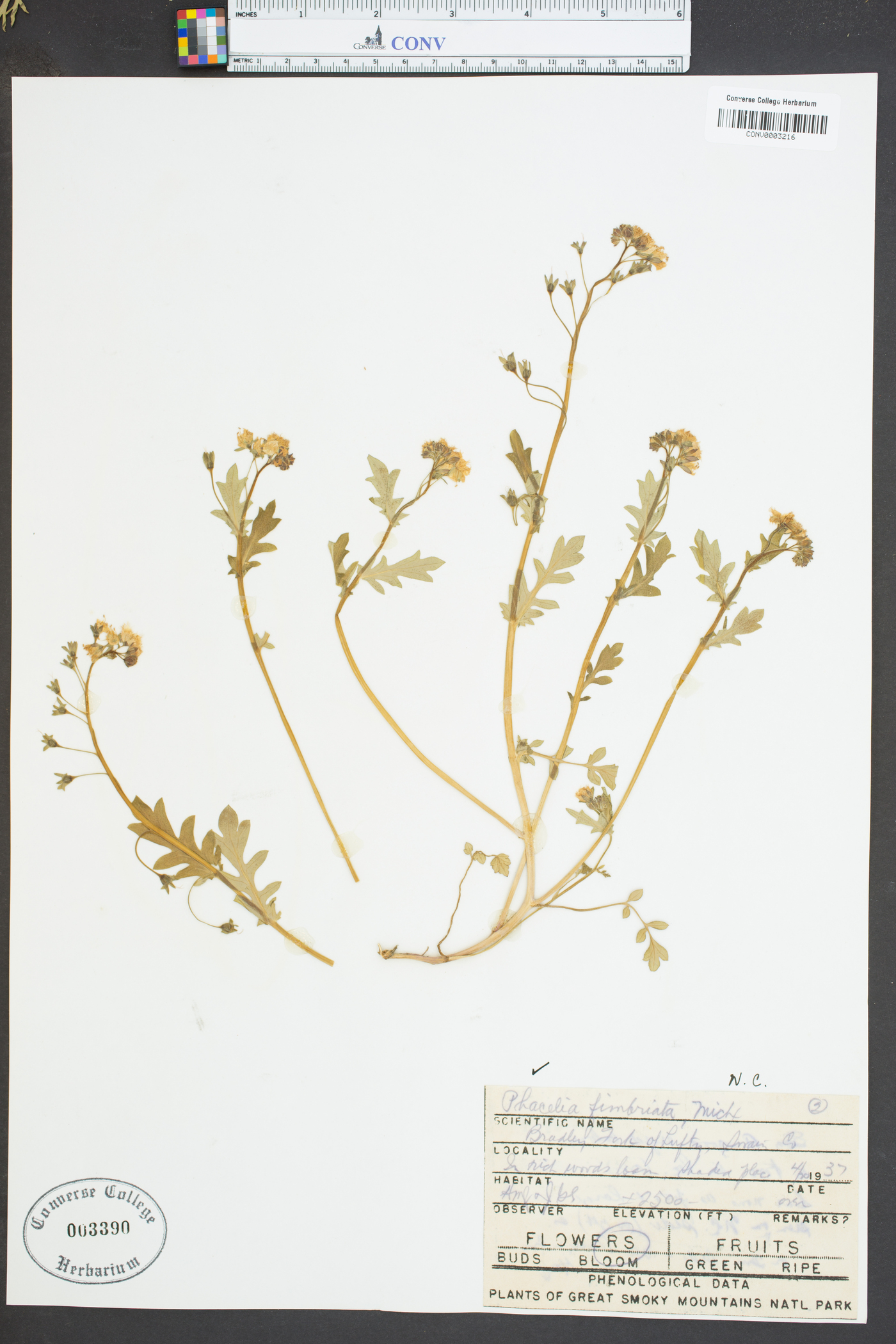 Phacelia fimbriata image