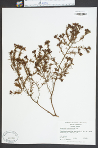 Hypericum fasciculatum image