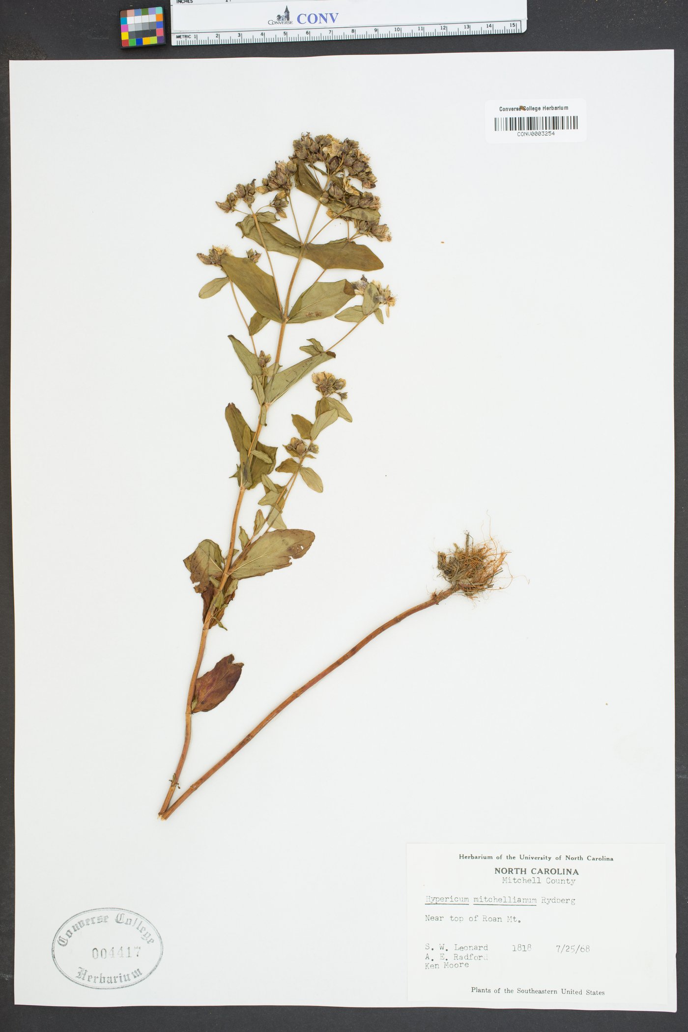 Hypericum mitchellianum image