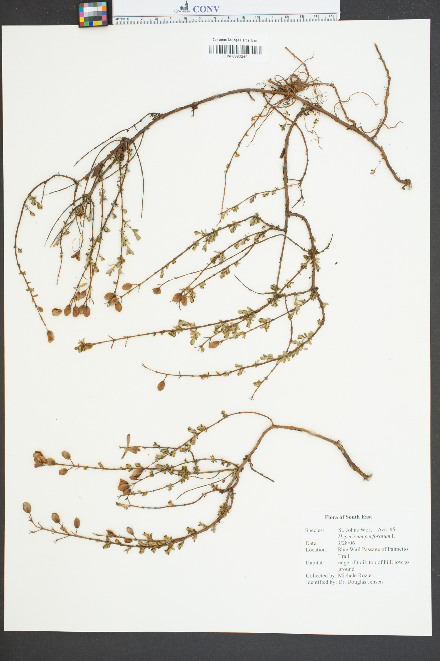 Hypericum perfoliatum image