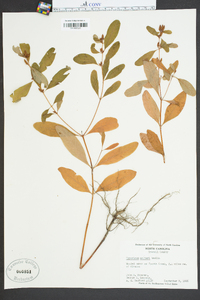 Hypericum walteri image