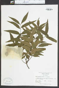 Carya aquatica image