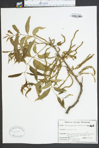 Carya illinoinensis image