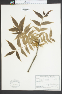 Carya illinoinensis image