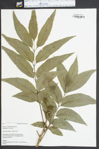 Carya illinoinensis image