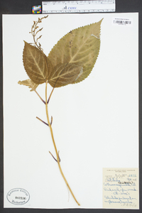 Collinsonia canadensis image