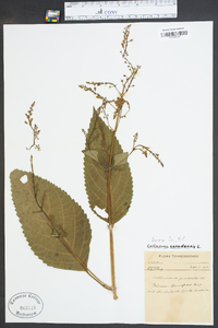 Collinsonia canadensis image