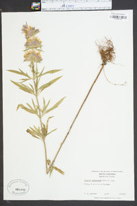 Monarda citriodora image