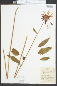 Monarda didyma image