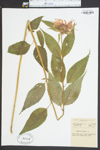 Monarda didyma image