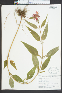 Monarda didyma image