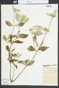 Pycnanthemum incanum image