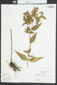 Pycnanthemum montanum image