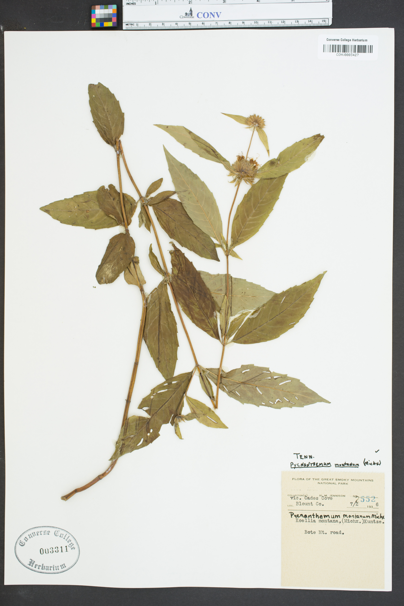 Pycnanthemum montanum image