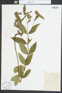 Pycnanthemum montanum image