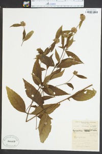 Pycnanthemum montanum image