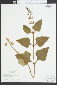 Salvia urticifolia image