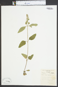 Scutellaria galericulata image