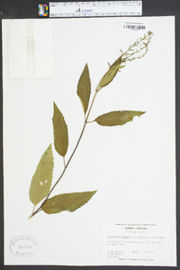 Scutellaria incana image