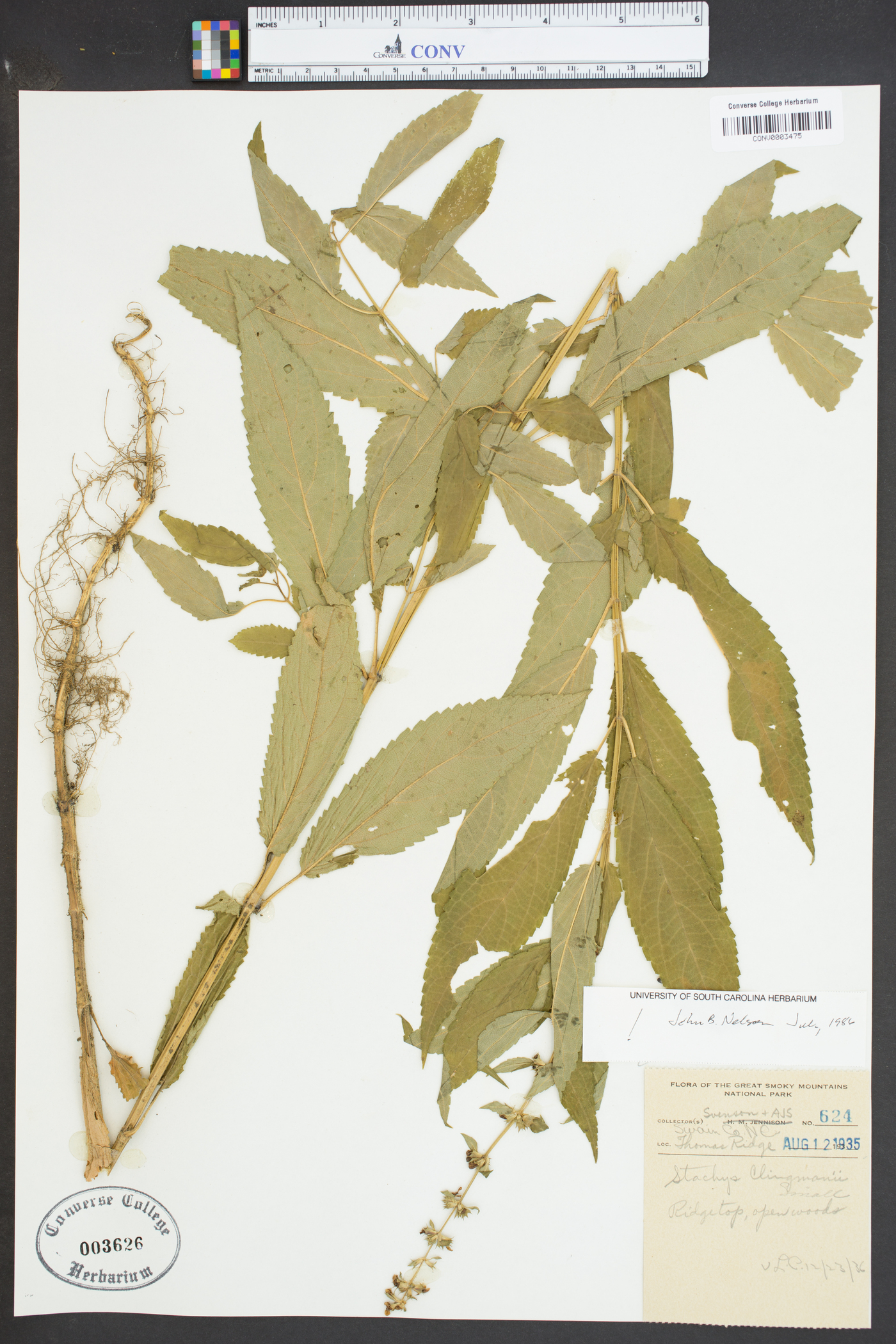 Stachys clingmanii image