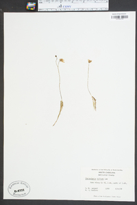 Utricularia gibba image