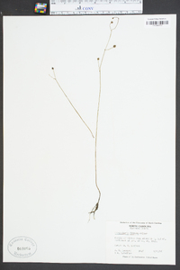 Utricularia gibba image