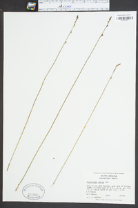 Utricularia juncea image