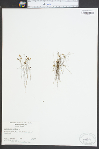 Utricularia subulata image