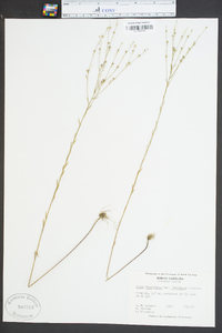 Linum virginianum image