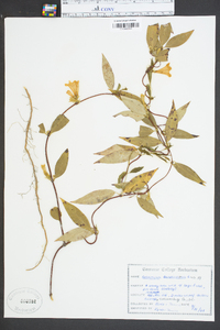 Gelsemium sempervirens image