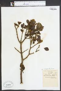 Phoradendron leucarpum subsp. leucarpum image