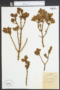 Phoradendron leucarpum subsp. leucarpum image