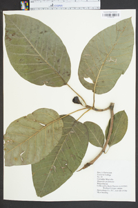 Magnolia acuminata image