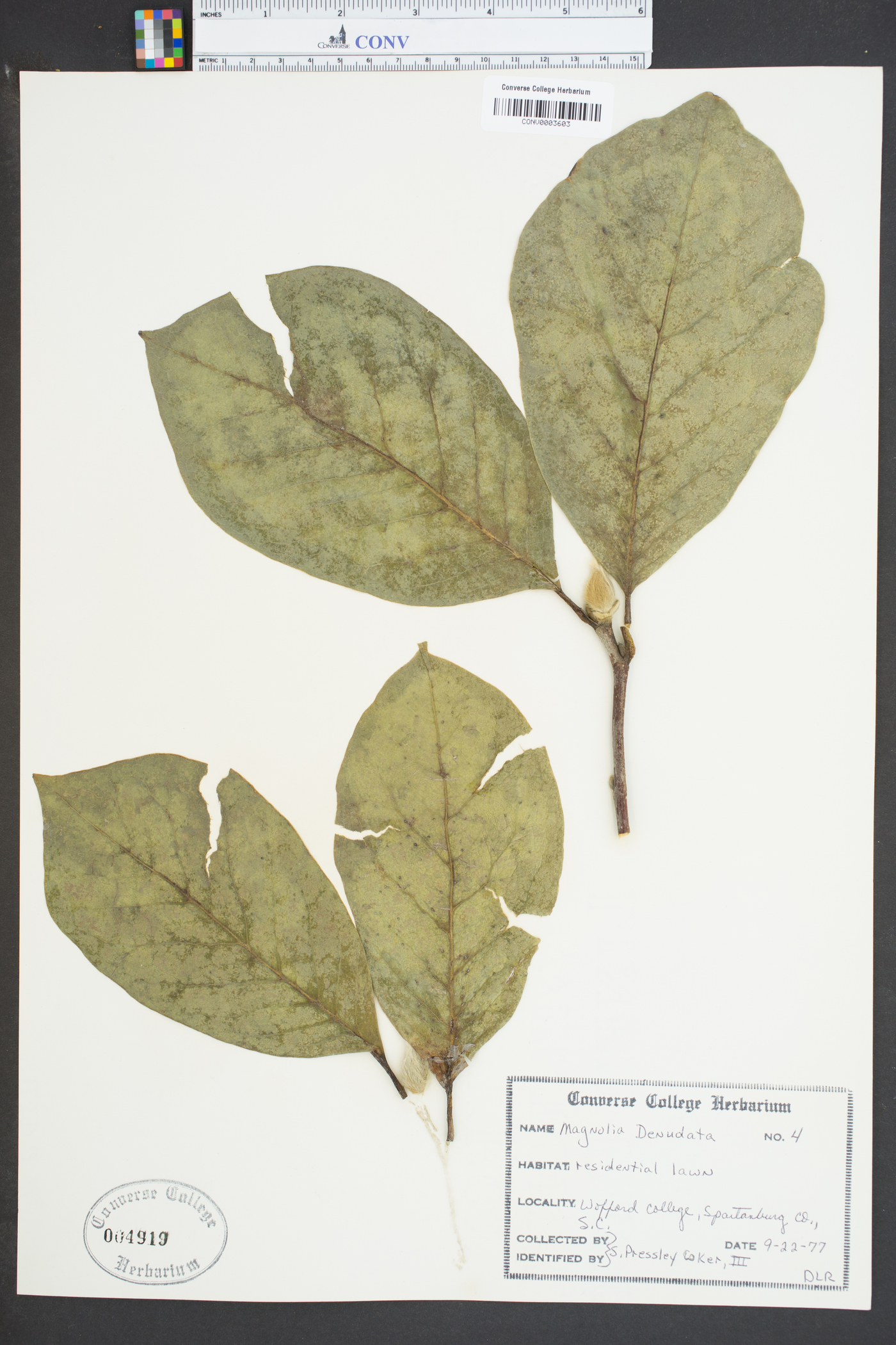 Magnolia denudata image