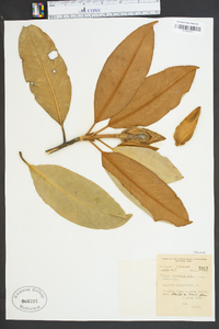 Magnolia grandiflora image