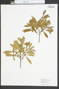 Myrica cerifera image
