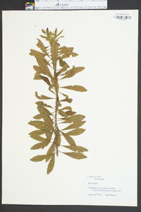 Myrica cerifera image