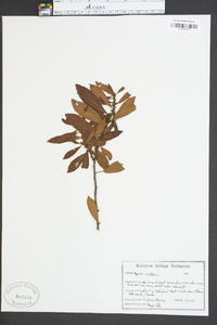 Myrica cerifera image