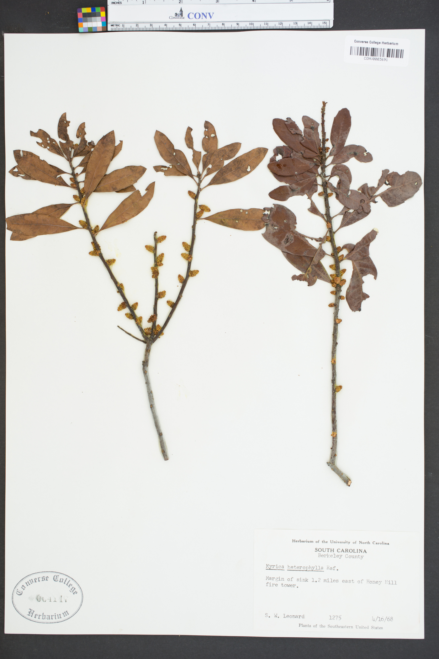 Myrica heterophylla image